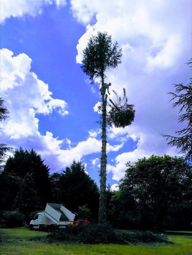 cds-elagage-arbre-mort