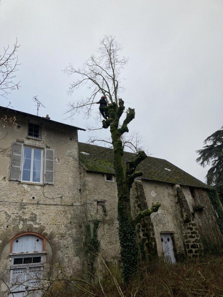 cds-elagage-arbre-mort
