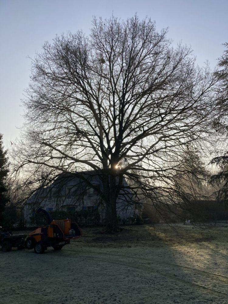 cds-elagage-arbre-ornement