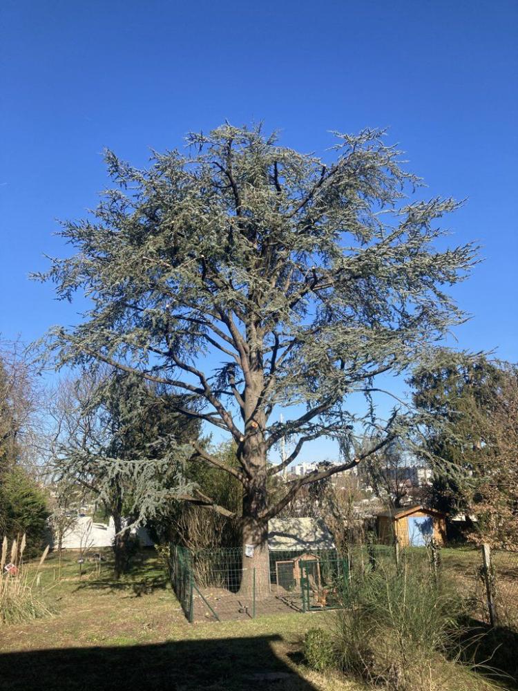 CDS-elagage-arbre-haut